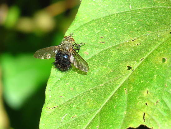 Bristle fly