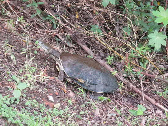 Tortuga de laguna