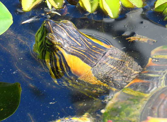 Tortuga pintada