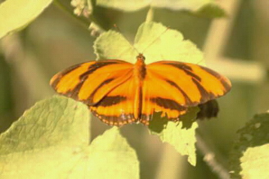 Antorcha rayada