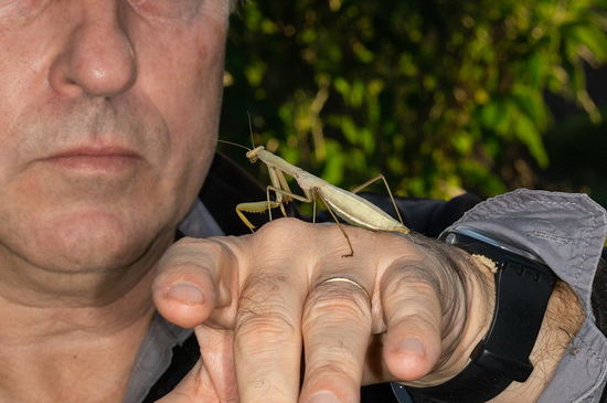 Mantid