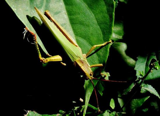 Lubber Grasshopper