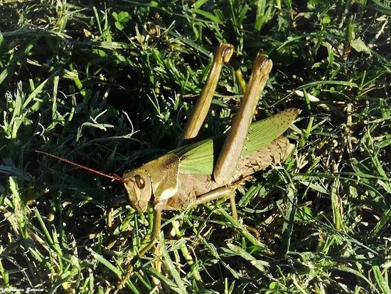 Lubber Grasshopper