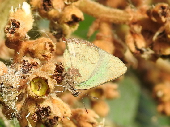 Frotadora esmeralda coluda