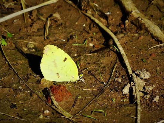 Limoncito común 