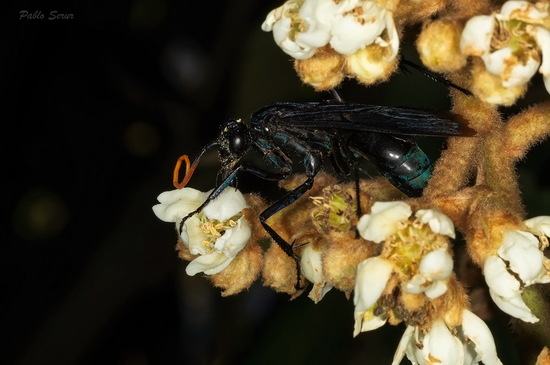 Spider wasp