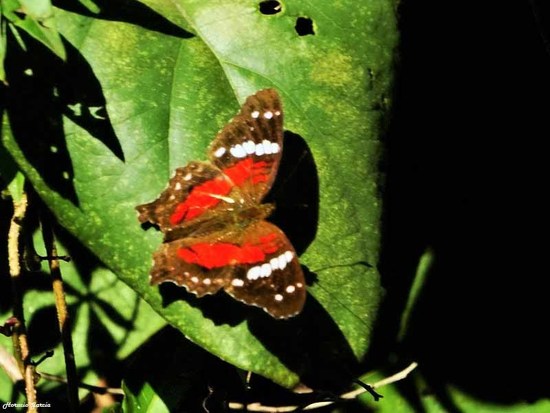 Princesa roja