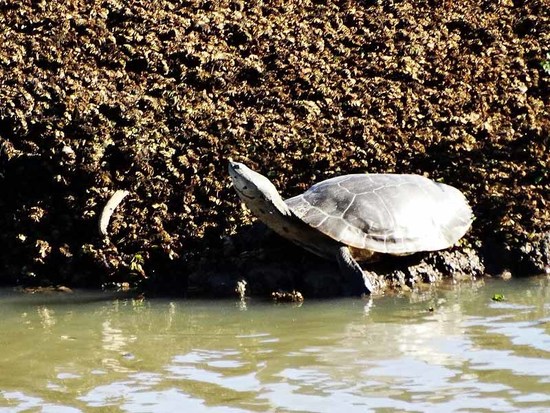 Tortuga de laguna