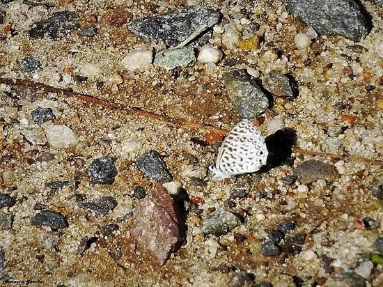 Yuyera