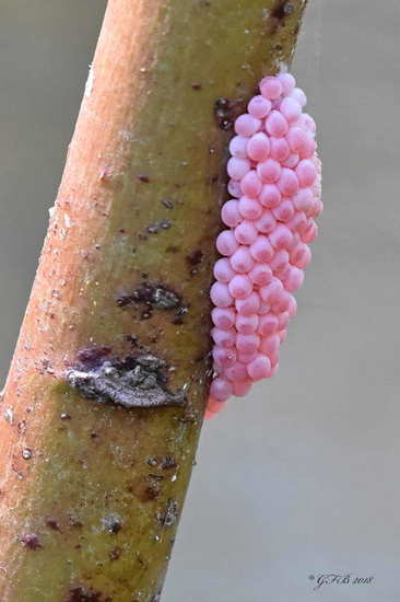 Caracol manzana
