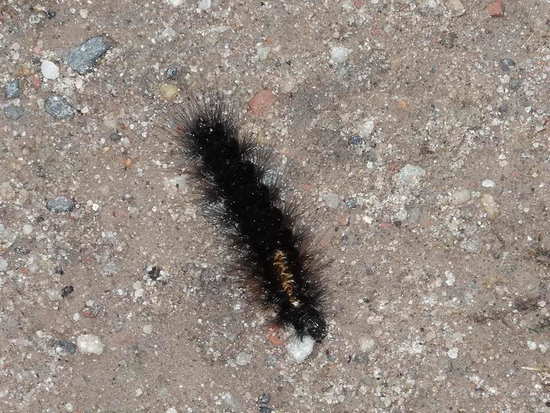Polilla tigre