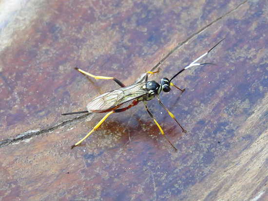 Ichneumon wasp