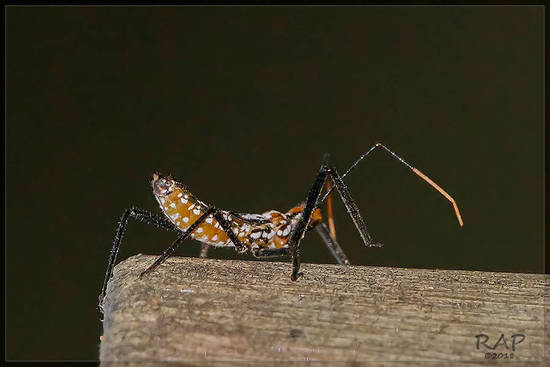 Assassin bug