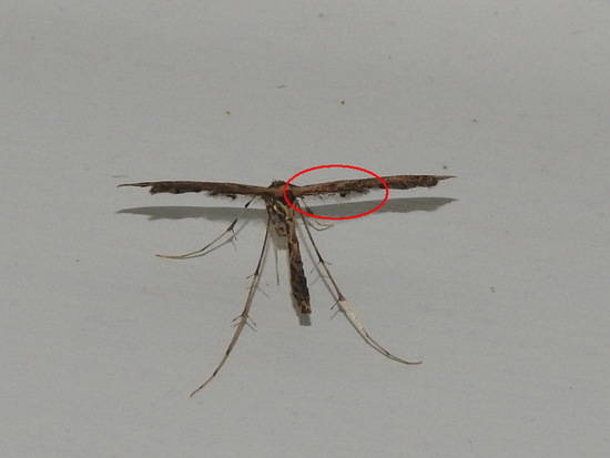 Polilla pluma
