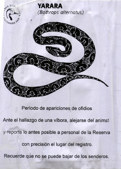 Yarará grande