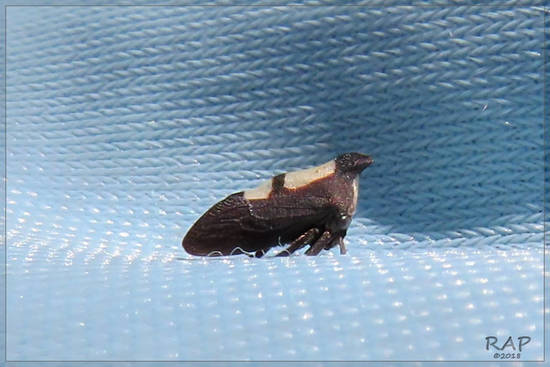 Treehopper