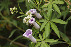 Campanilla lila/Morning glory