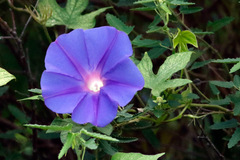 Campanilla violeta/Ocean blue morning glory