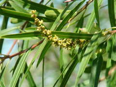 Curupí/Tallow tree