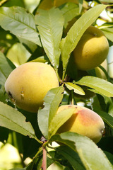 Duraznero/Peach tree