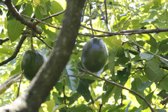 Palto/Avocado tree