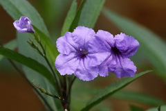 Petunia mexicana/Mexican petunia