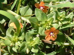 Pimpinela escarlata/Scarlet pimpinel