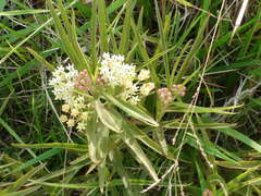 Yerba de la víbora/Milkweed