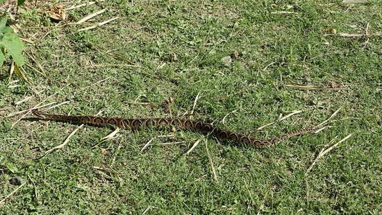 Yarará grande