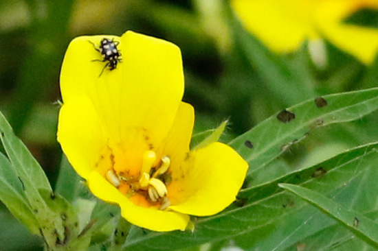 Lady beetle