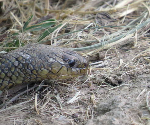 Golden liophis