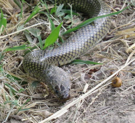 Golden liophis