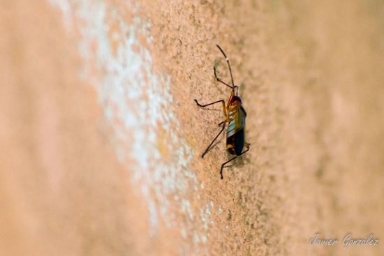 Cotton stainer