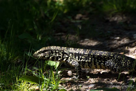 Lagarto overo