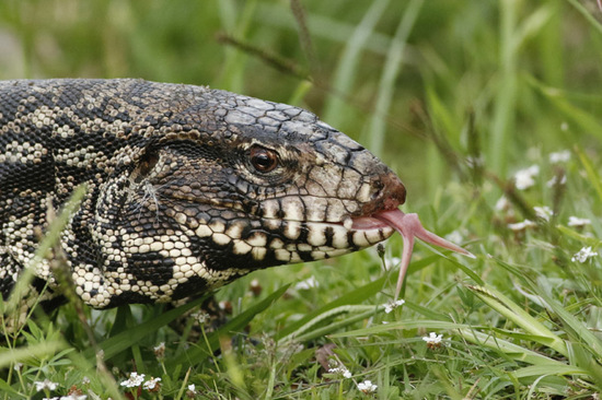 Lagarto overo