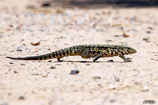 Lagarto overo