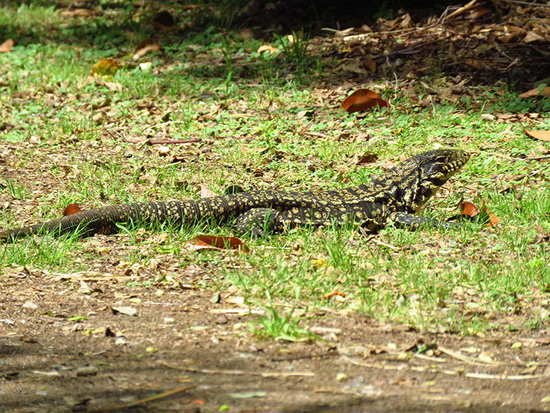 Lagarto overo