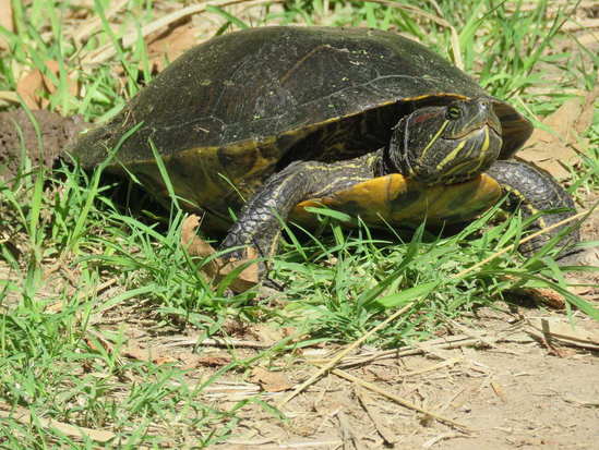 Tortuga de orejas rojas
