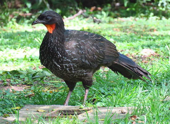 Pava de monte común 