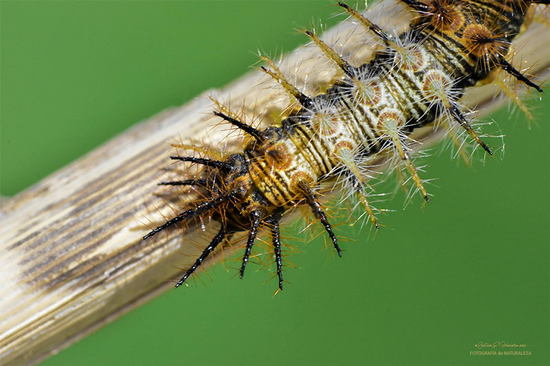Perezosa