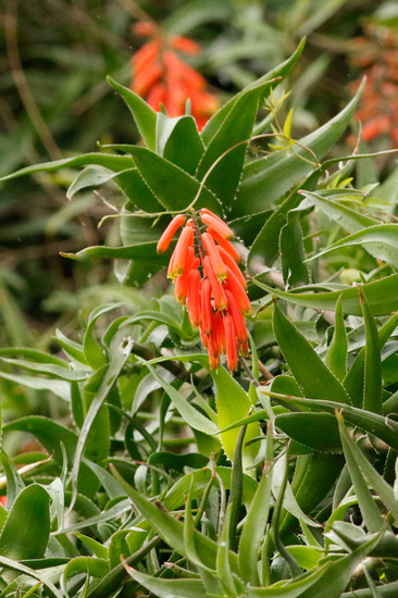 Aloe trepador/Climbing aloe