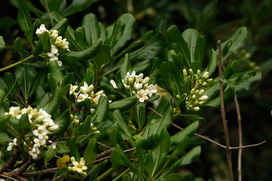 Azarero/Japanese pittosporum