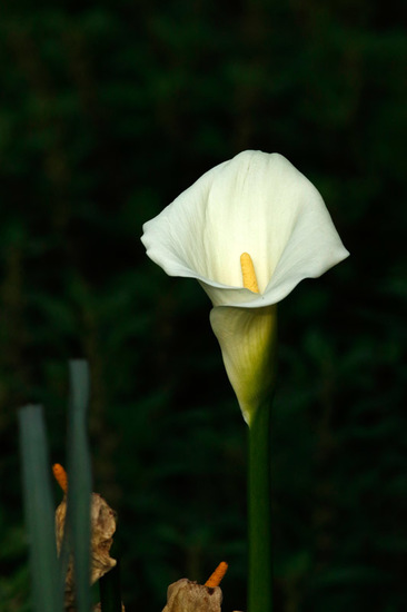 Cala/Calla lily