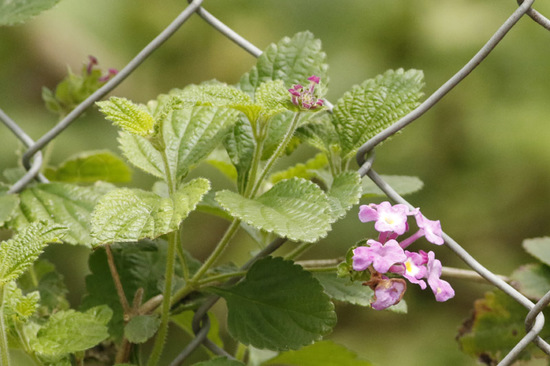 Camará morada/Lantan megapotámica