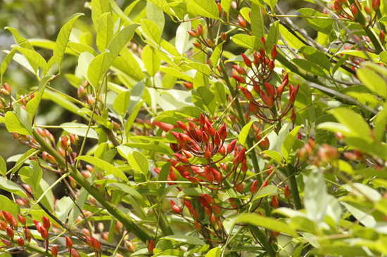 Ceibo/Cock spur tree