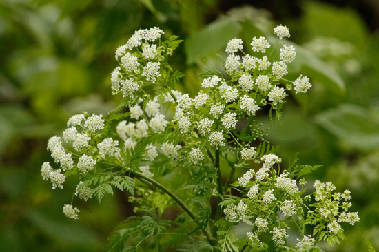 Cicuta/Poison hemlock