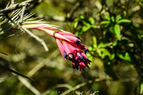 Clavel del aire/Carnations of the air