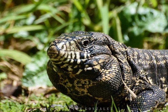 Lagarto overo