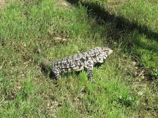 Lagarto overo