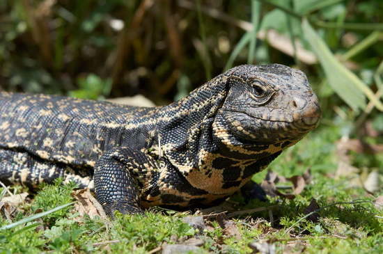 Lagarto overo